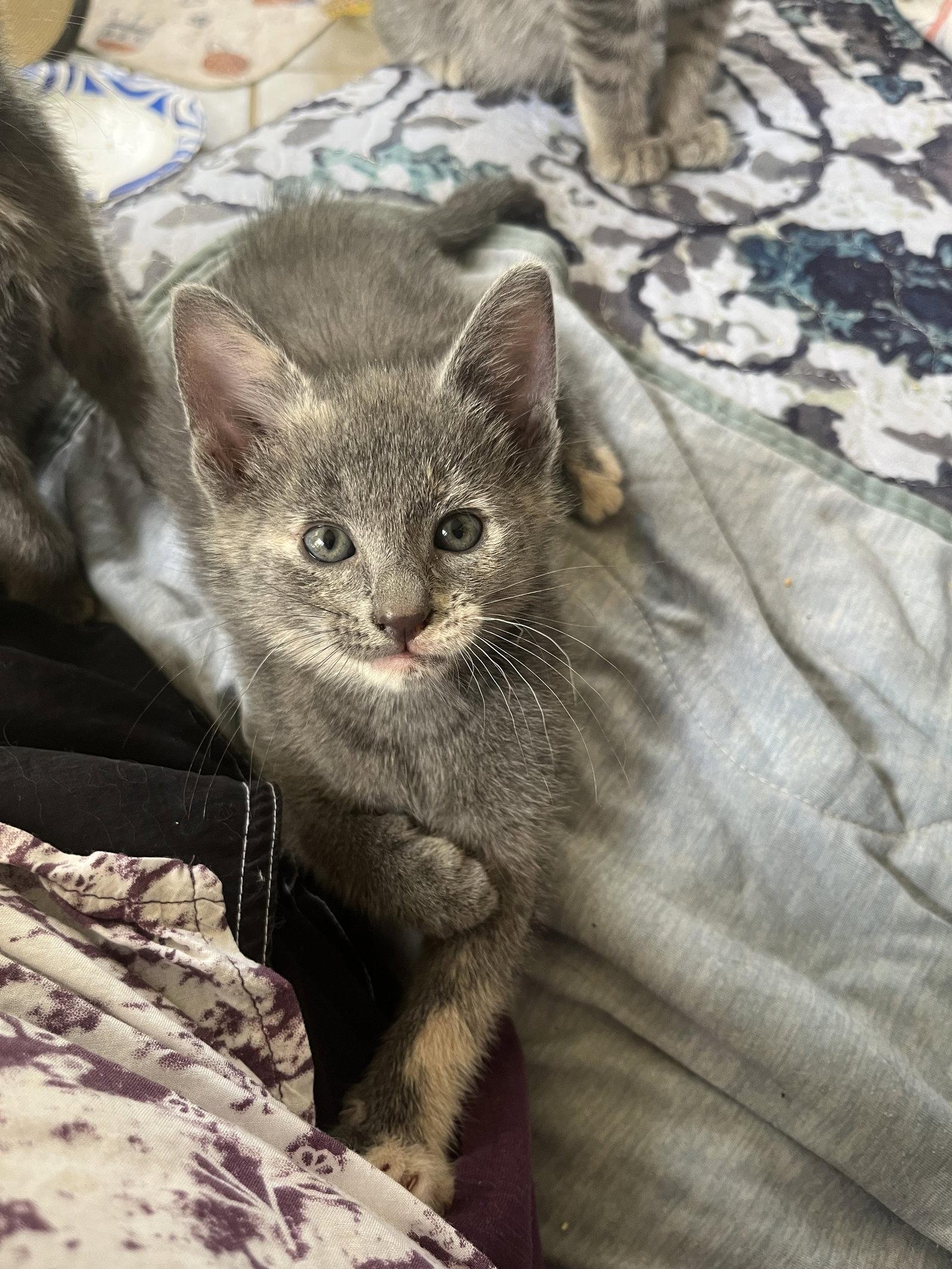 Enlarge Paisley, a Adopted Dilute Tortoiseshell in Rural Hall, NC image 2/3