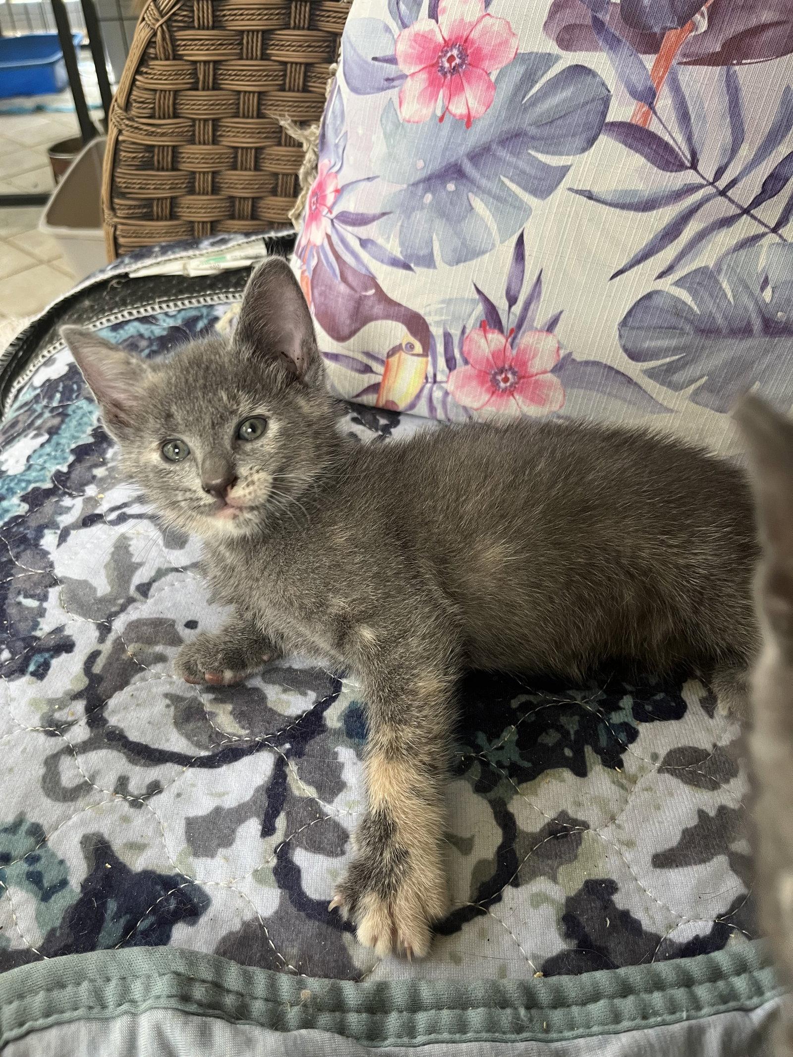 Enlarge Paisley, a Adopted Dilute Tortoiseshell in Rural Hall, NC image 3/3