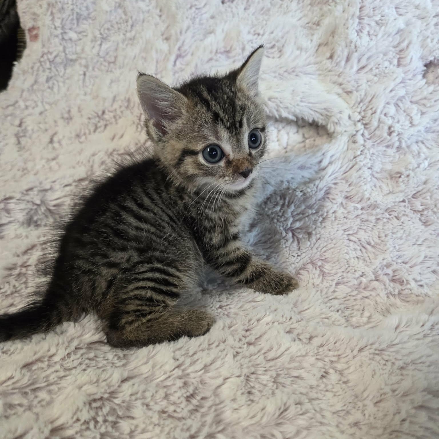 Leo and Luna, Adoptable, Kitten Male Domestic Short Hair.