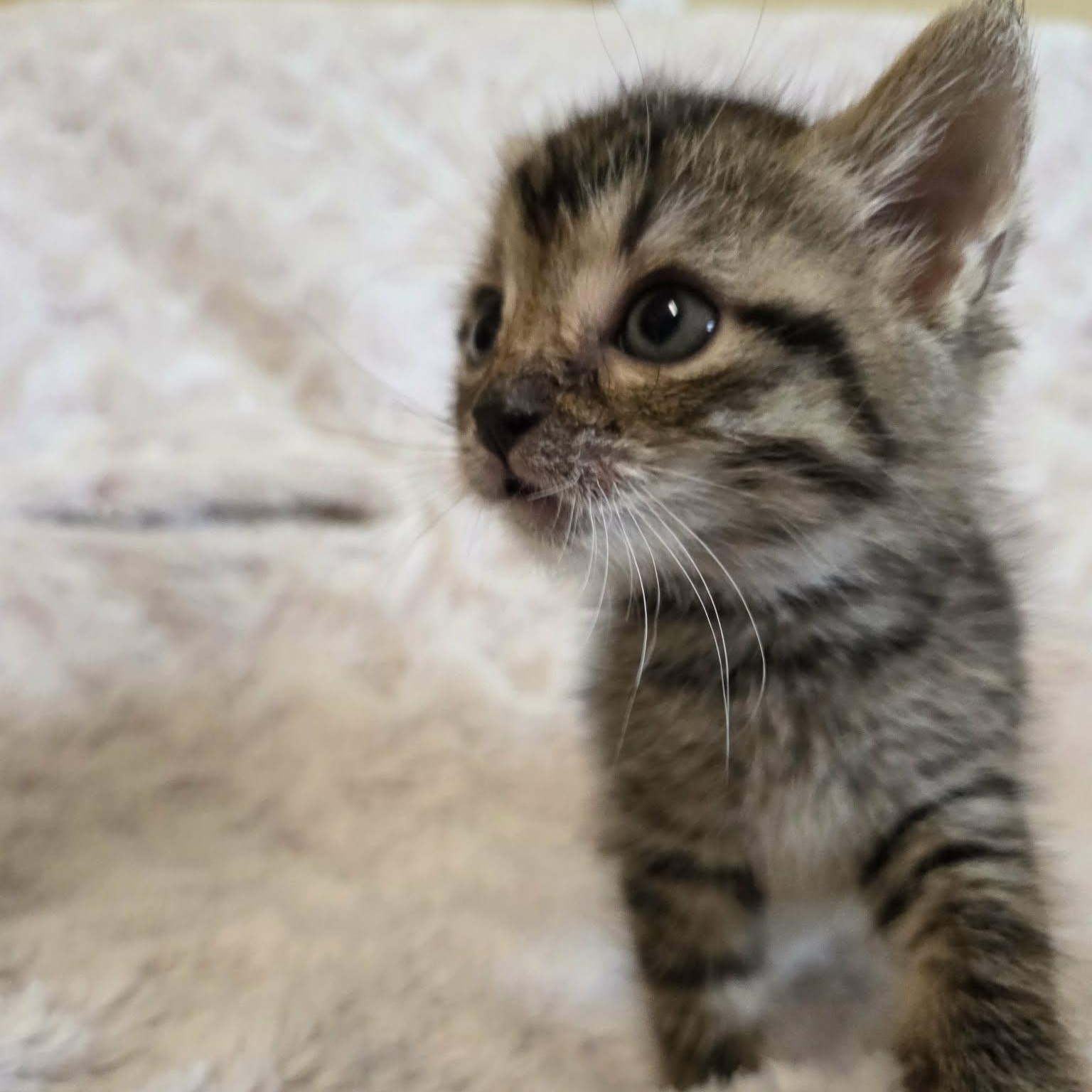 Enlarge Leo and Luna, a Adoptable Domestic Short Hair in Lancaster, KY image 4/6