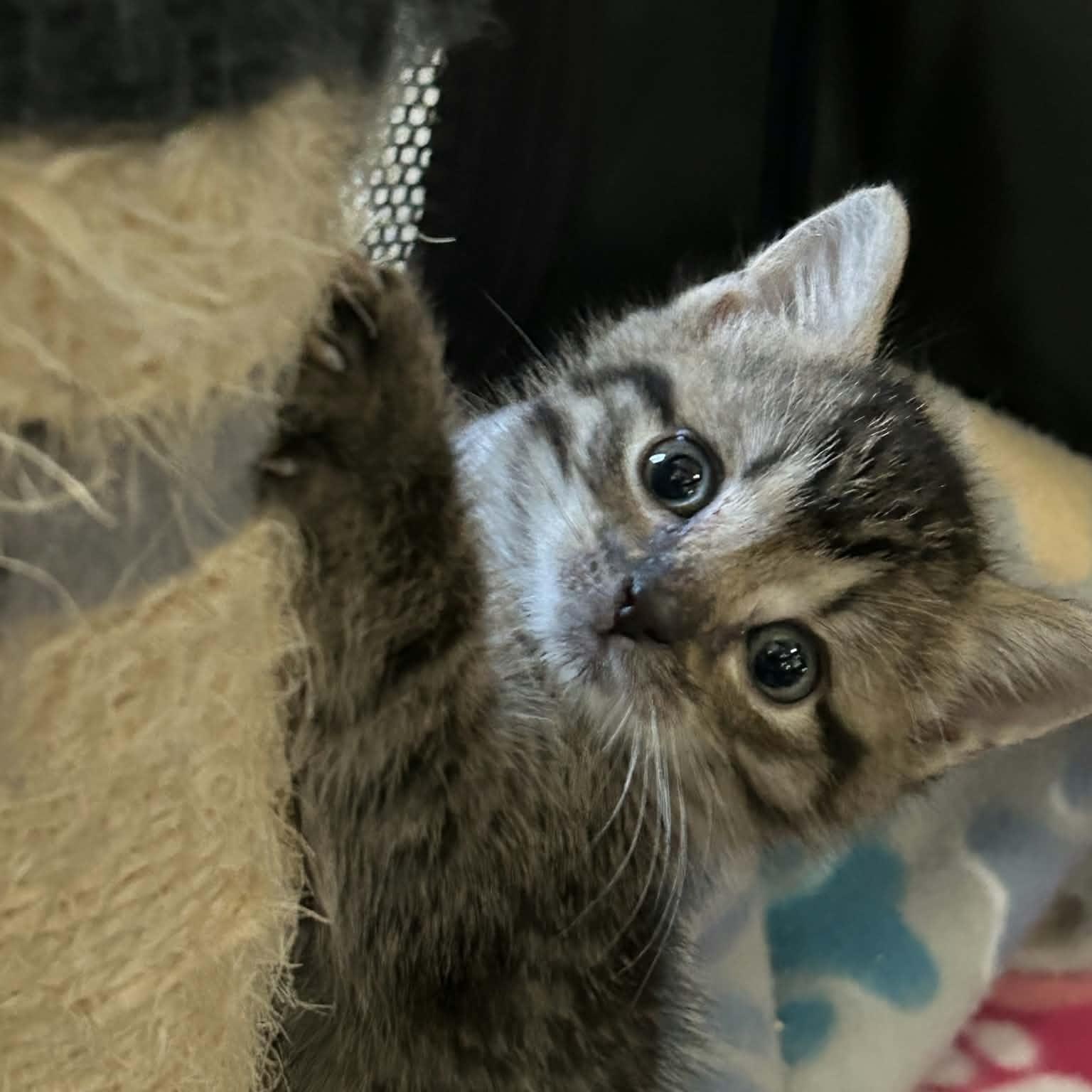 Enlarge Leo and Luna, a Adoptable Domestic Short Hair in Lancaster, KY image 2/6