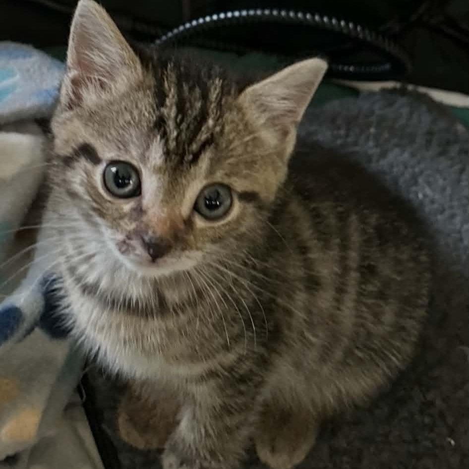 Enlarge Leo and Luna, a Adoptable Domestic Short Hair in Lancaster, KY image 5/6