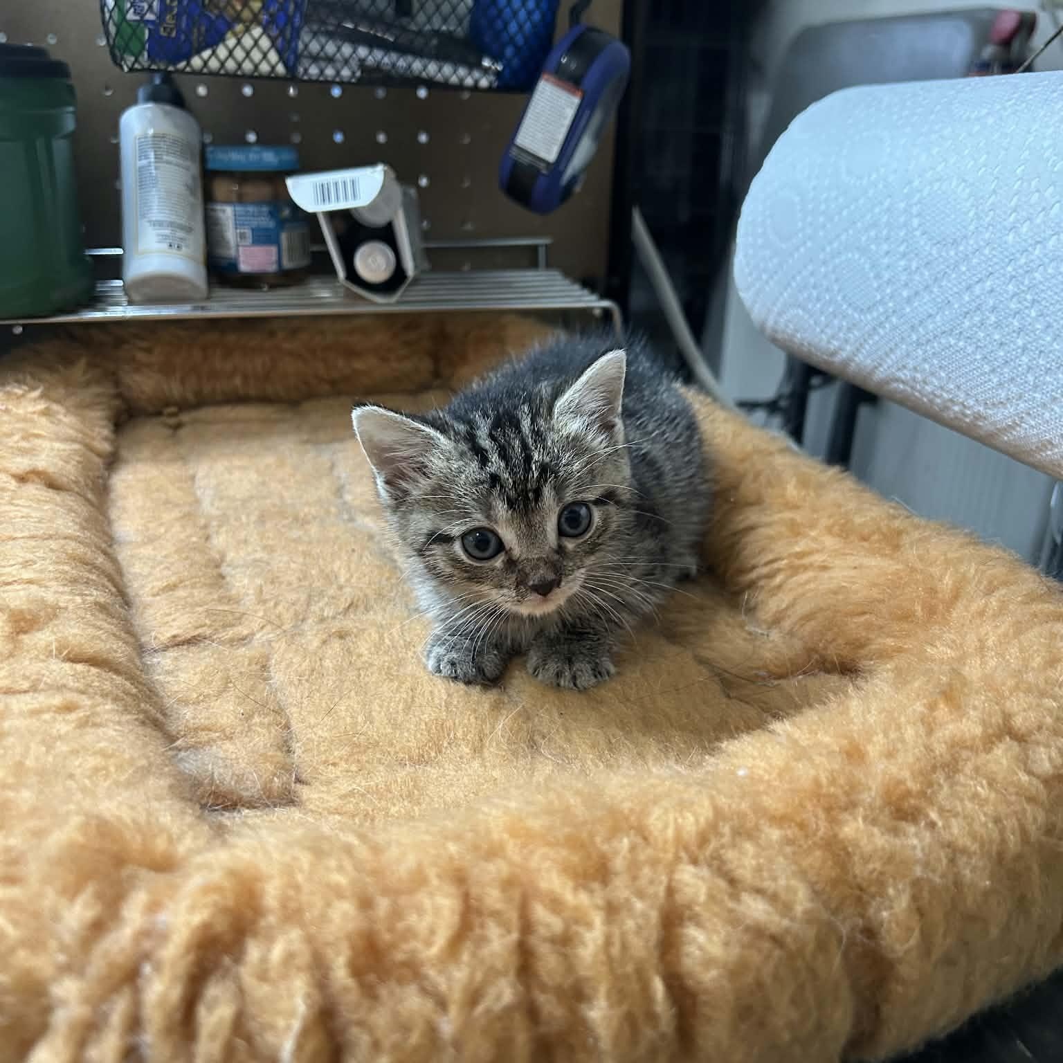 Enlarge Leo and Luna, a Adoptable Domestic Short Hair in Lancaster, KY image 6/6