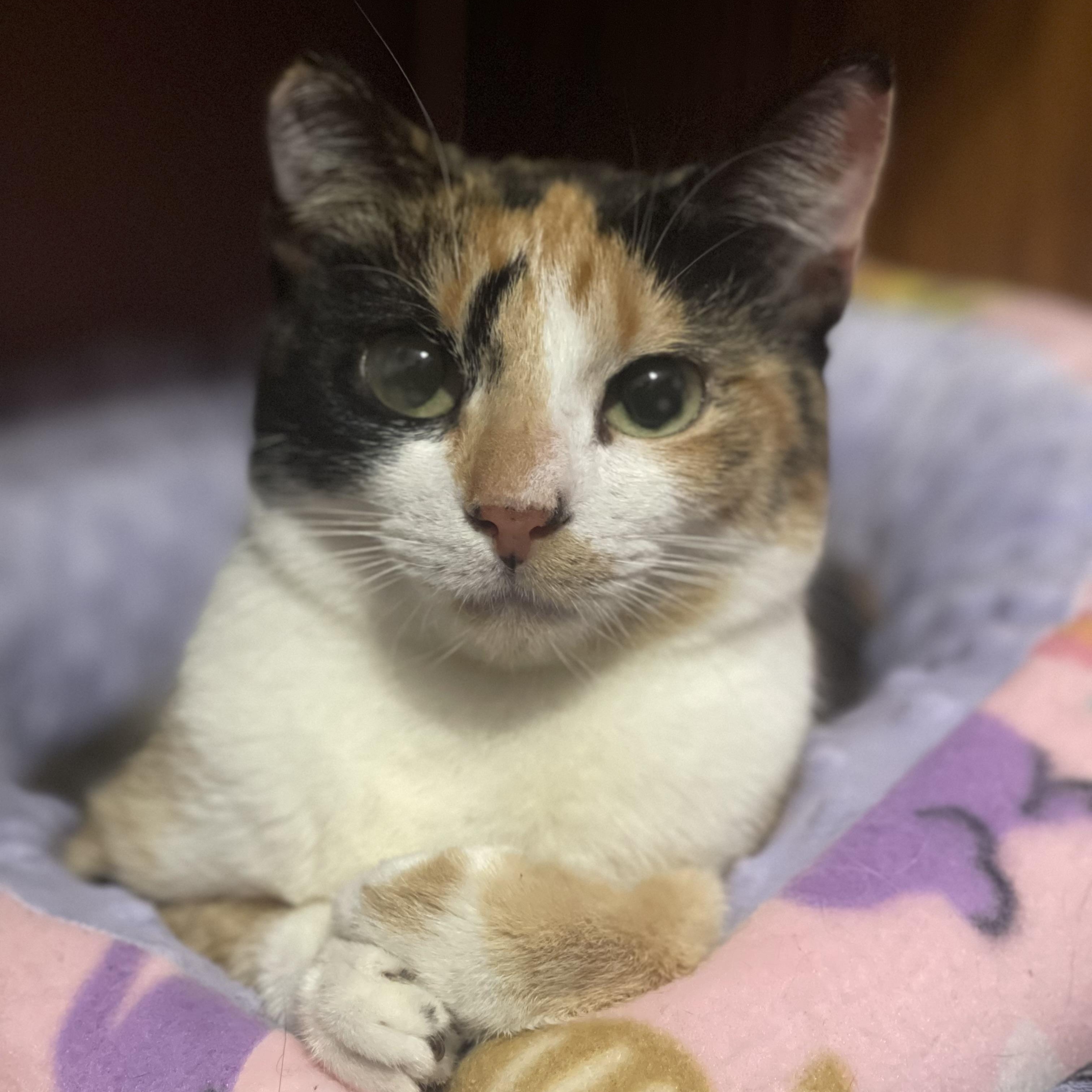 Stella, an adopted Calico in Warren, NJ image 2/2