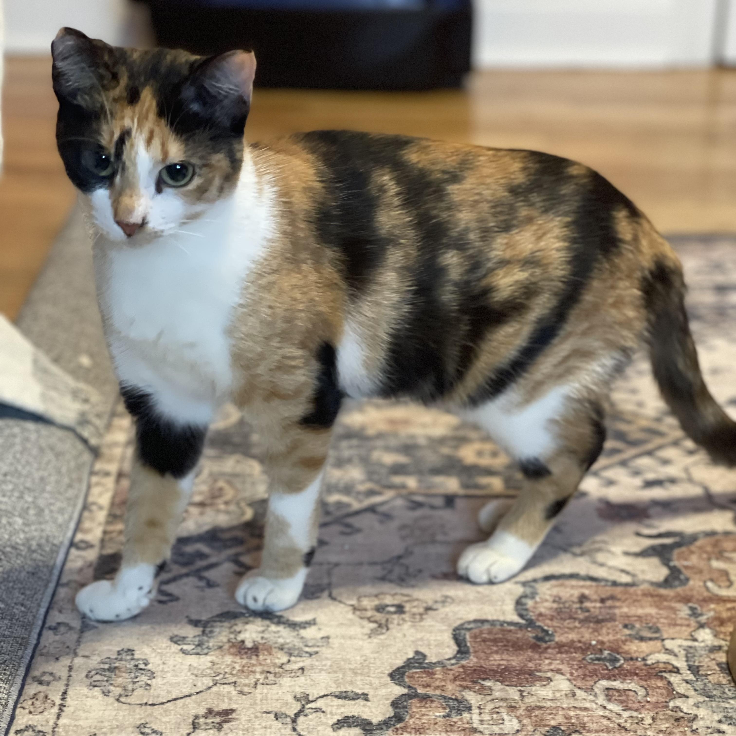Stella, adopted, Young Female Calico.