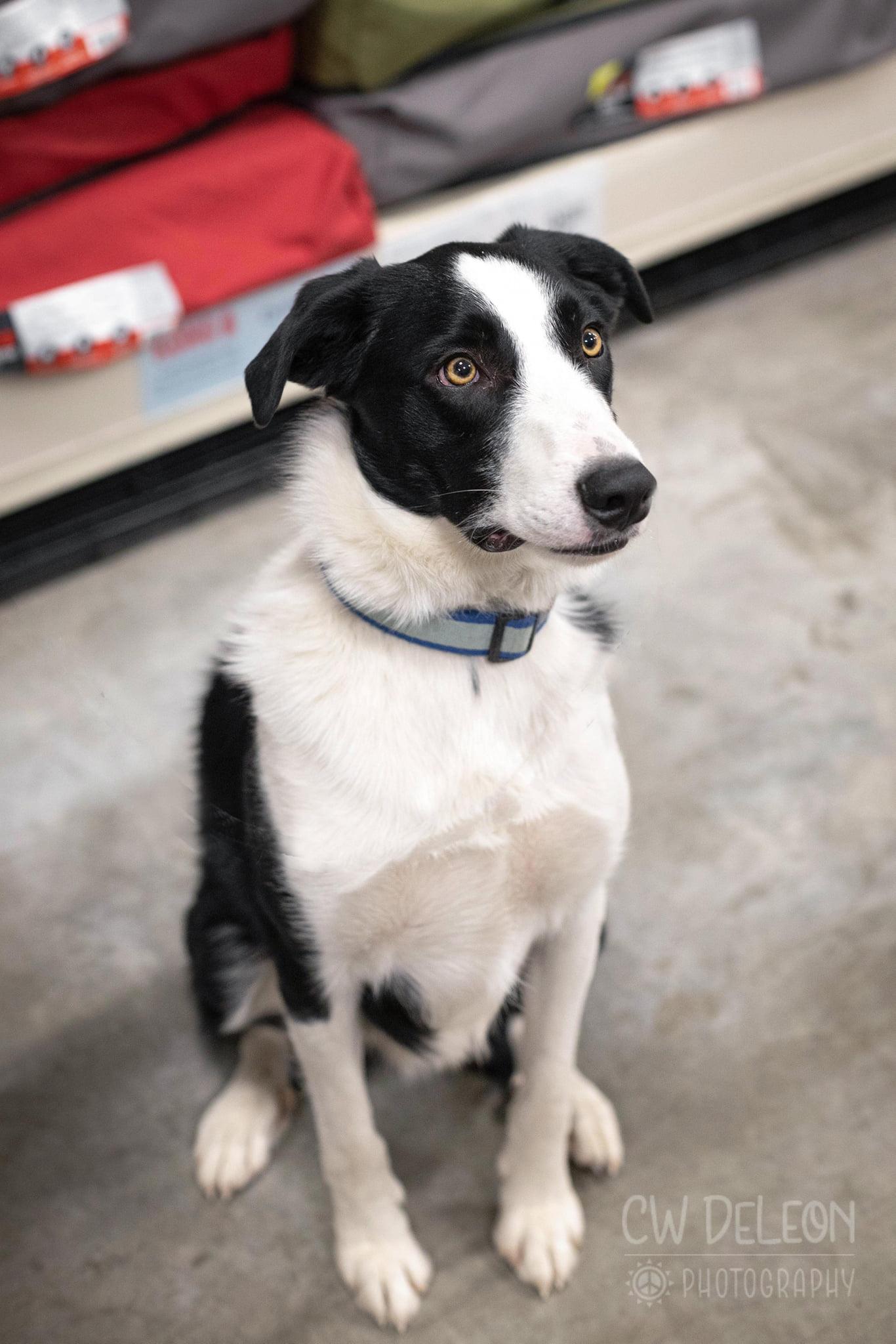 Edwinn, Adoptable, Adult Male Border Collie.