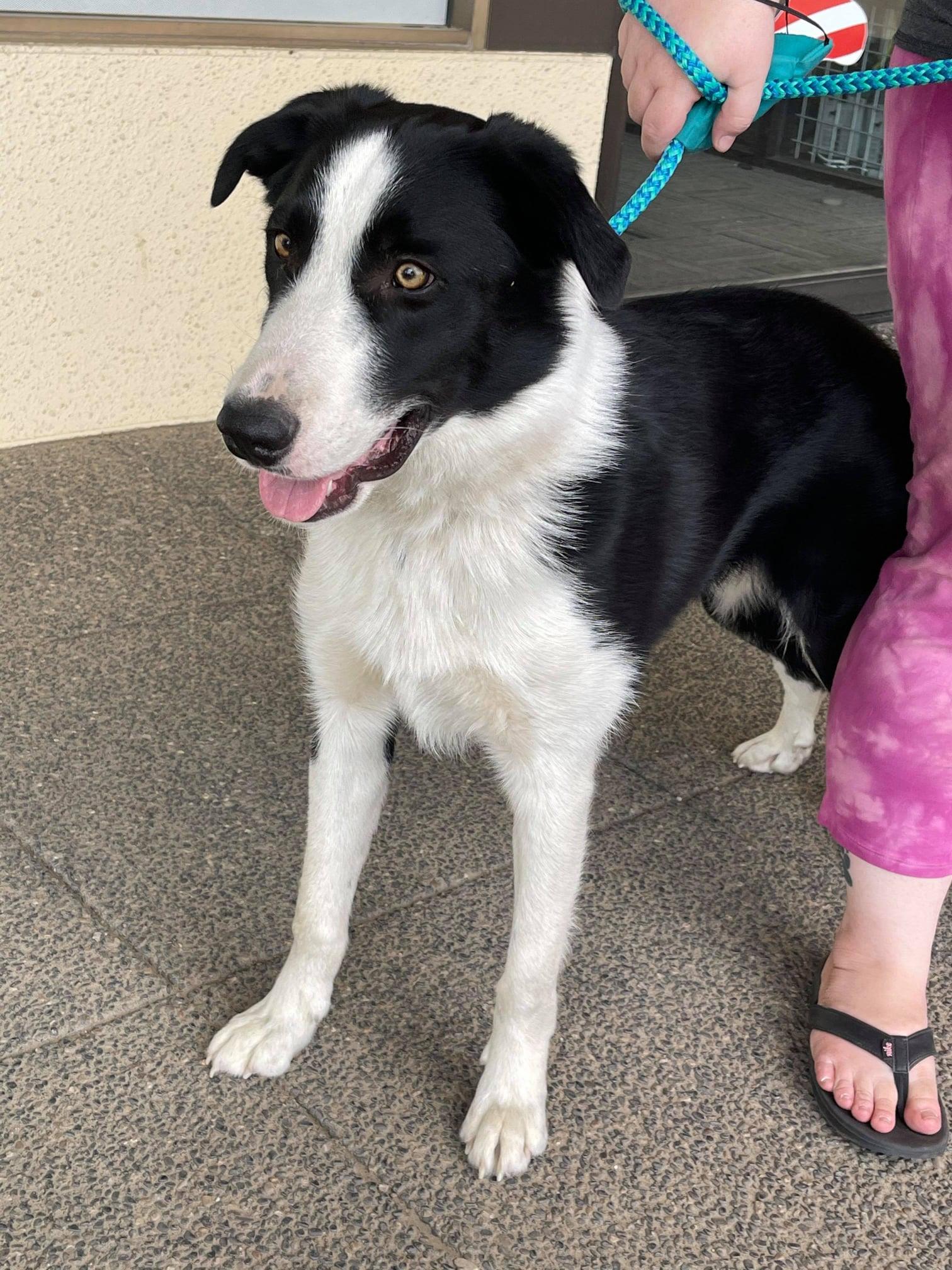 Enlarge Edwinn, a Adoptable Border Collie in West Richland, WA image 2/6