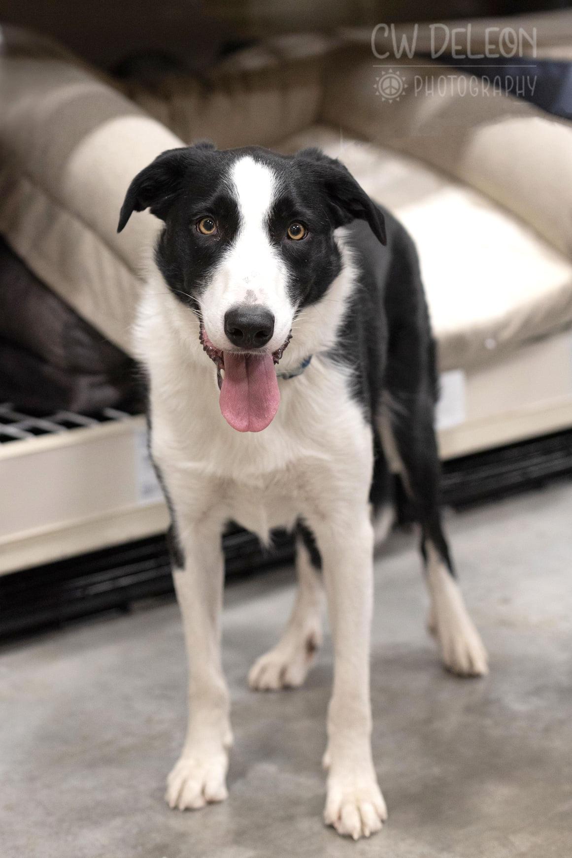 Enlarge Edwinn, a Adoptable Border Collie in West Richland, WA image 3/6