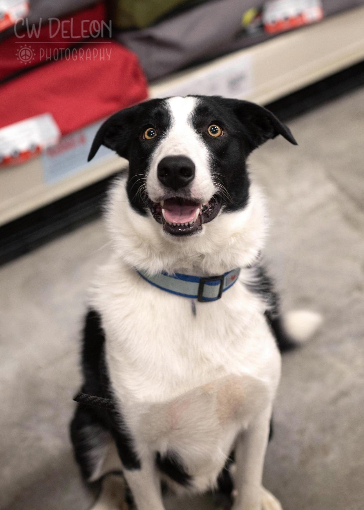 Enlarge Edwinn, a Adoptable Border Collie in West Richland, WA image 4/6