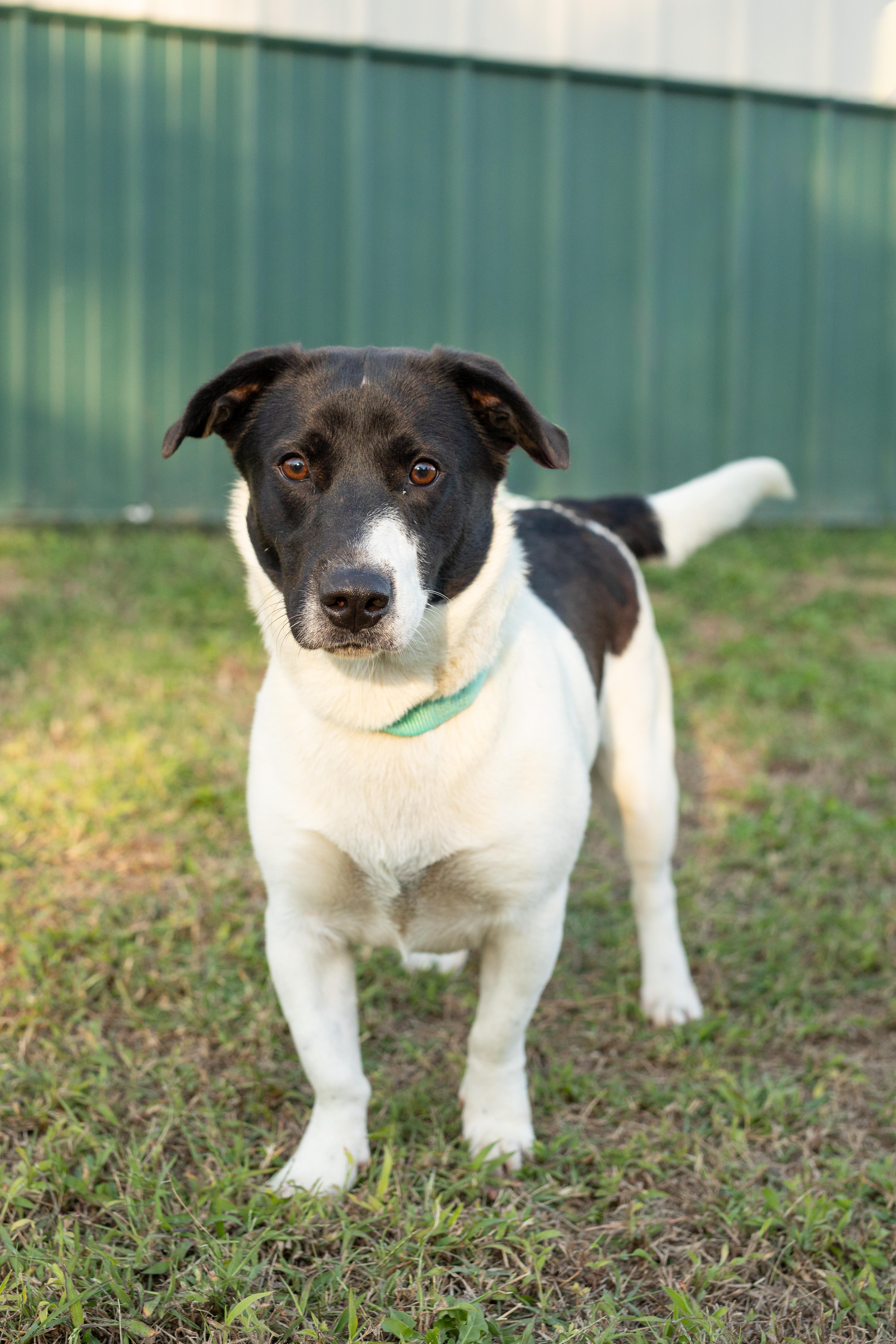 Sara Jane, Adoptable, Young Female Basset Hound.