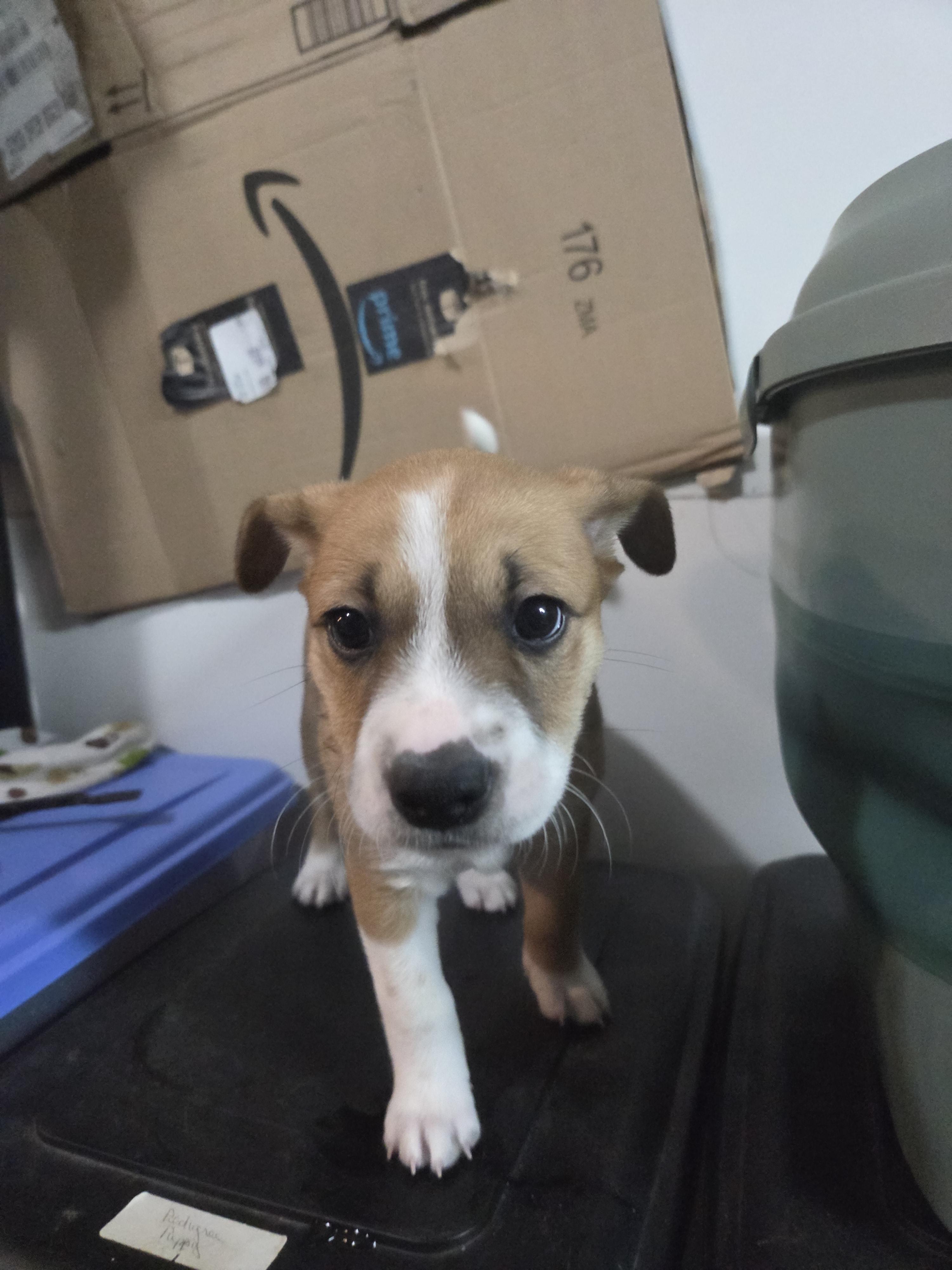 Gia, a ADOPTABLE mixed breed in Draper, VA image 2/2