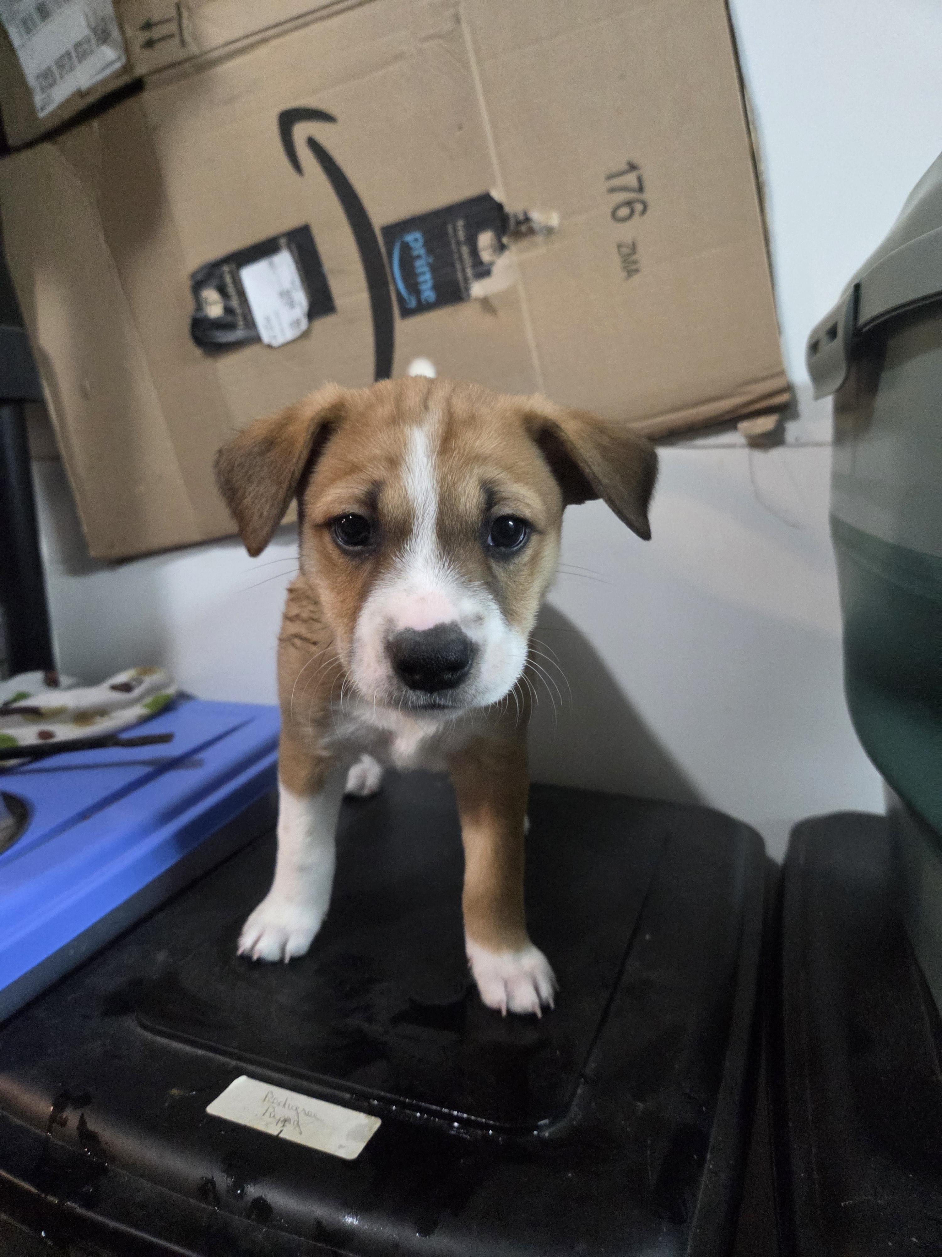 Gia, a ADOPTABLE mixed breed in Draper, VA image 1/2