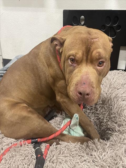 Enlarge HONEY, a Adoptable Pit Bull Terrier in Tracy, CA image 3/3