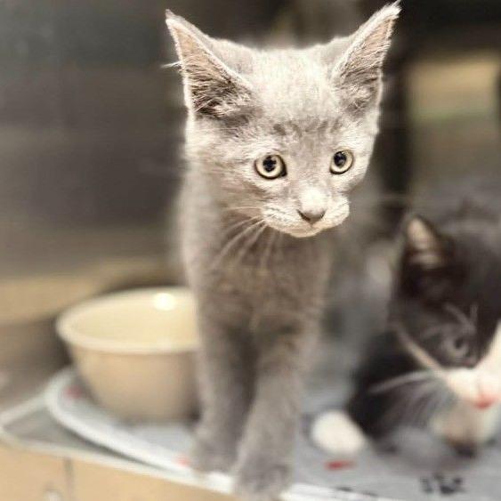 Wendy's, Adoptable, Kitten Male Domestic Short Hair & Domestic Short Hair.