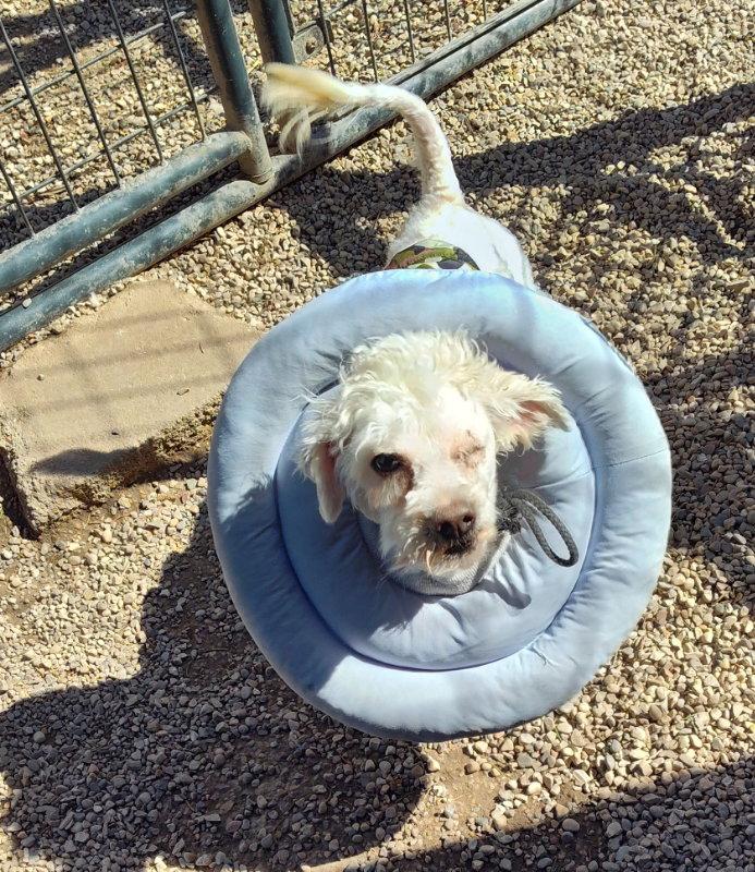 Alfredo, Adoptable, Adult Male Poodle.