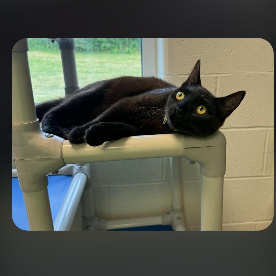 Zara & Lyric, a ADOPTABLE Domestic Short Hair in Stratford, CT image 2/3