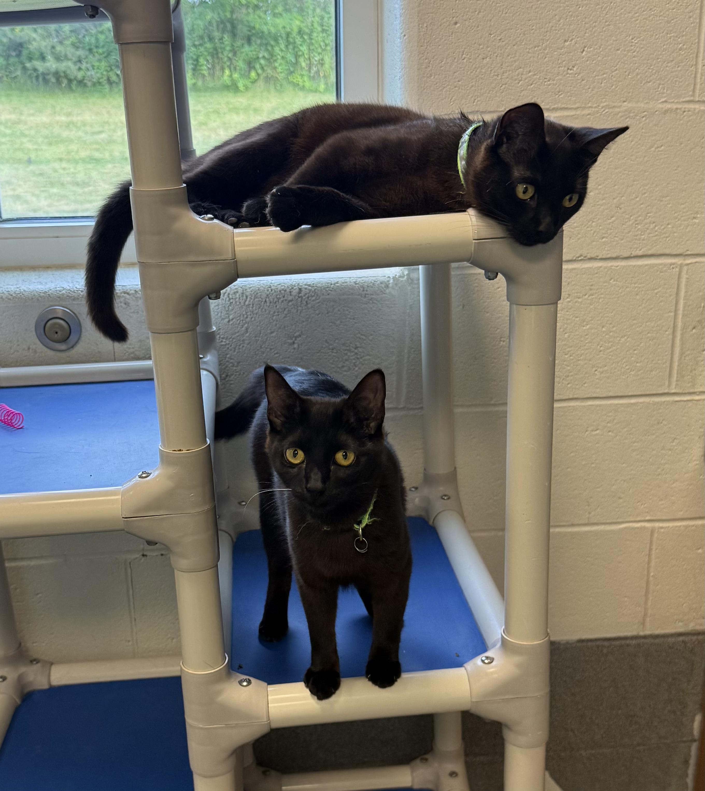 Zara & Lyric, ADOPTABLE, Adult Female Domestic Short Hair.