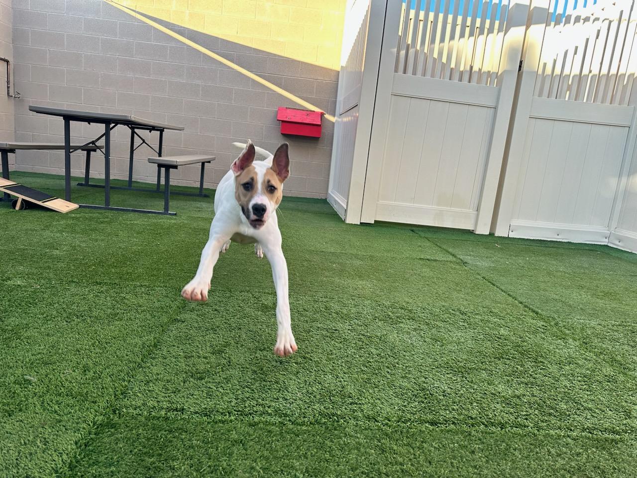 Moxie, Adoptable, Adult Female Pit Bull Terrier & Australian Cattle Dog / Blue Heeler.