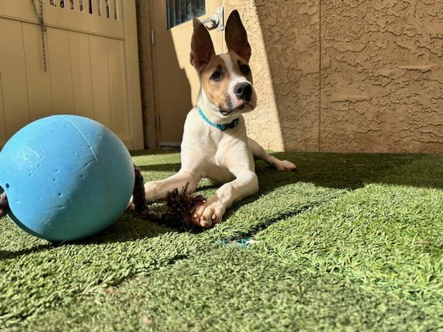 Moxie, a Adoptable mixed breed in Mesa, AZ image 4/6
