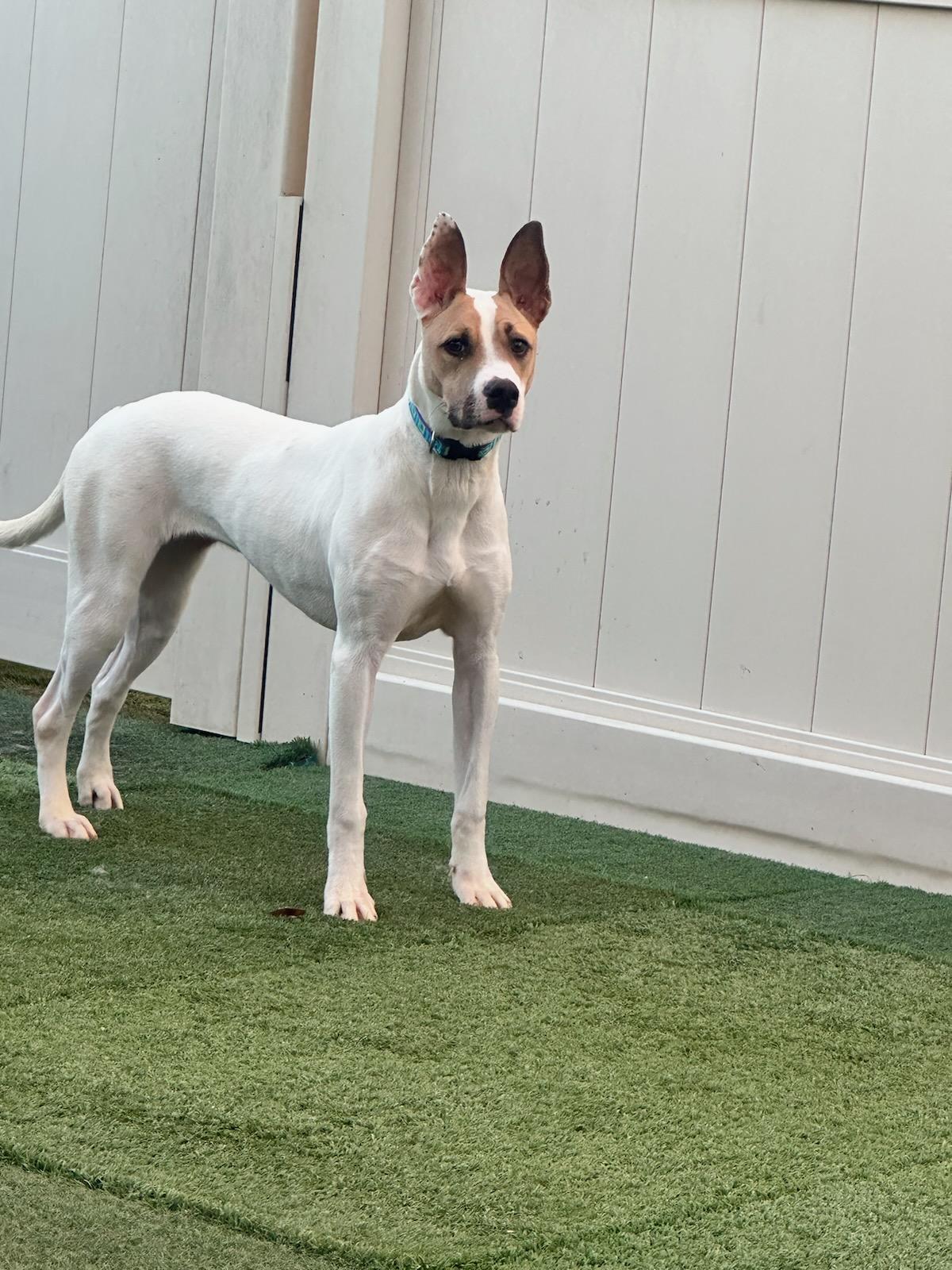 Moxie, a Adoptable mixed breed in Mesa, AZ image 5/6