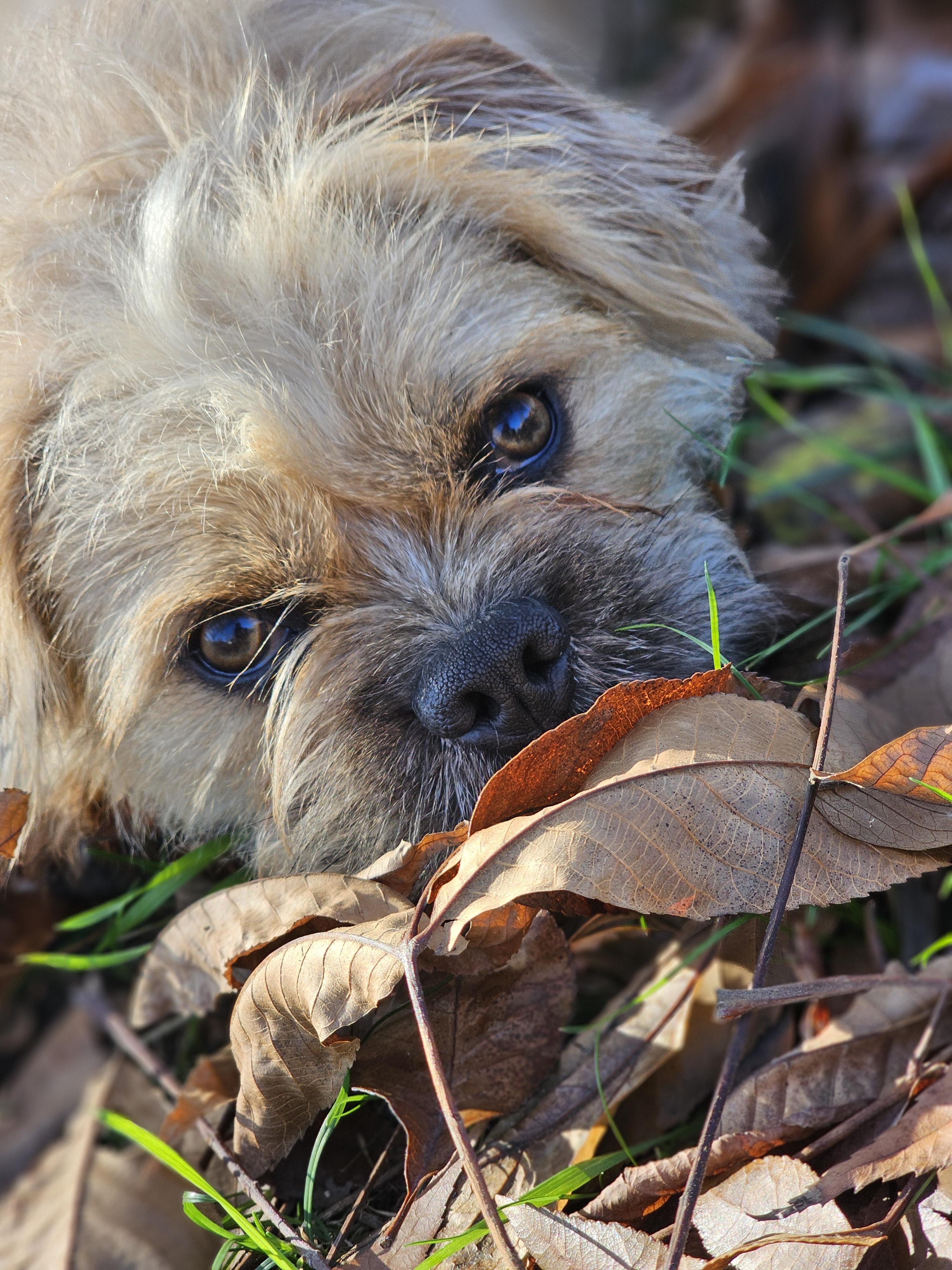 Gizmo, Adoptable, Young Male French Bulldog & Shih Tzu.