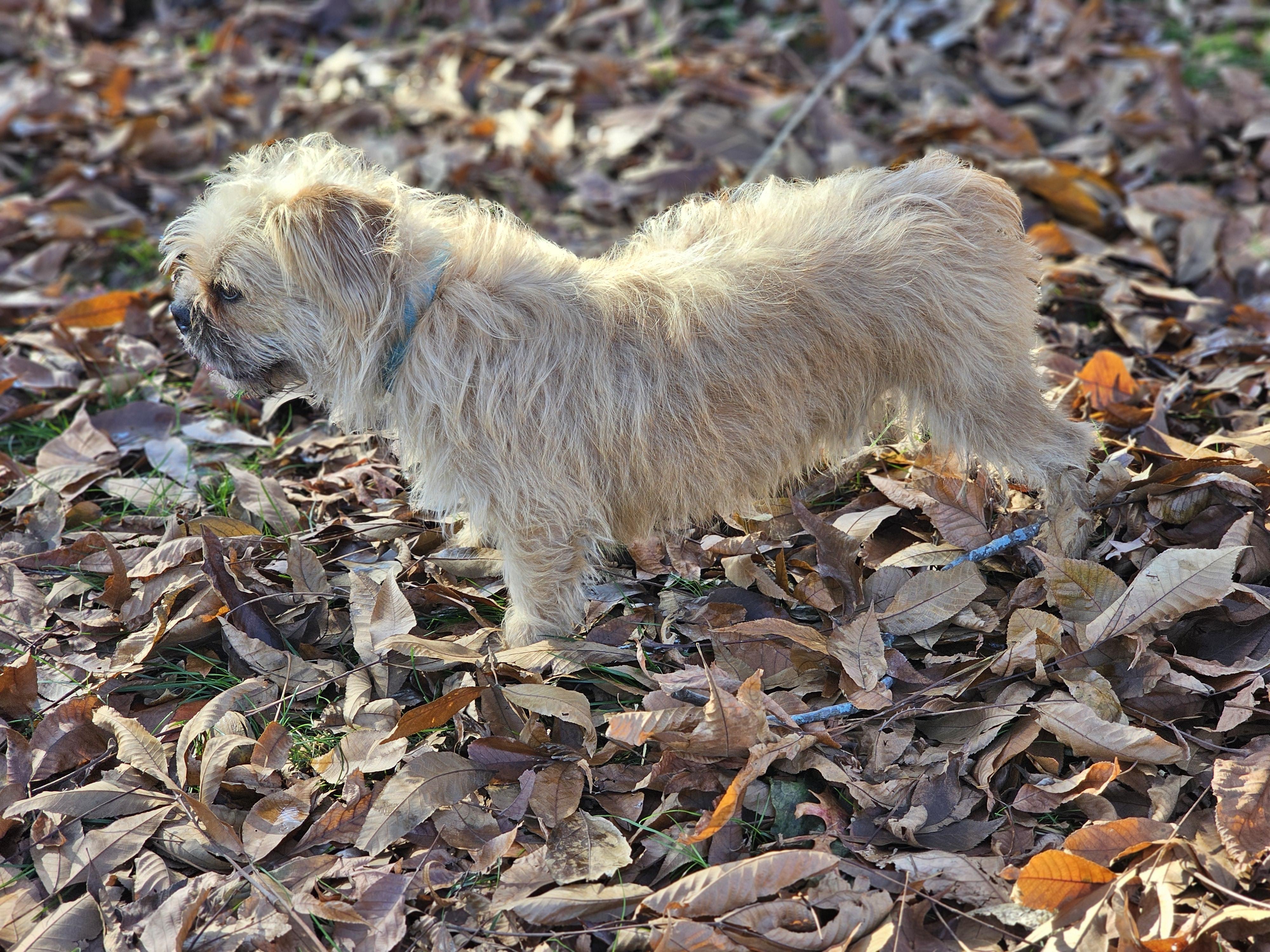 Enlarge Gizmo, a Adoptable mixed breed in O Fallon, IL image 6/6