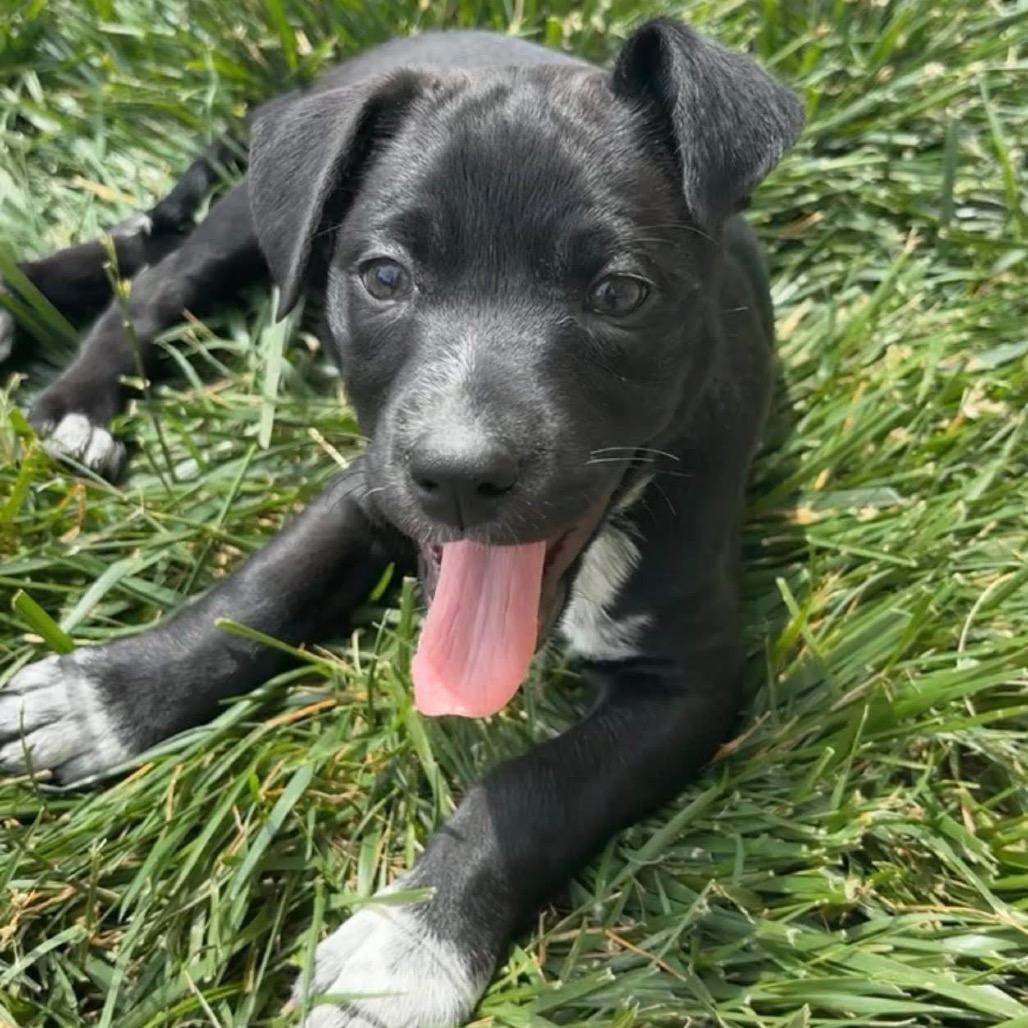 Enlarge Tiana, a Adoptable mixed breed in Chillicothe, IL image 1/3
