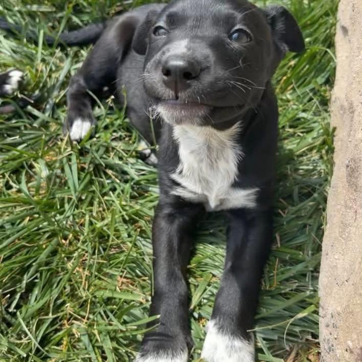 Enlarge Tiana, a Adoptable mixed breed in Chillicothe, IL image 2/3