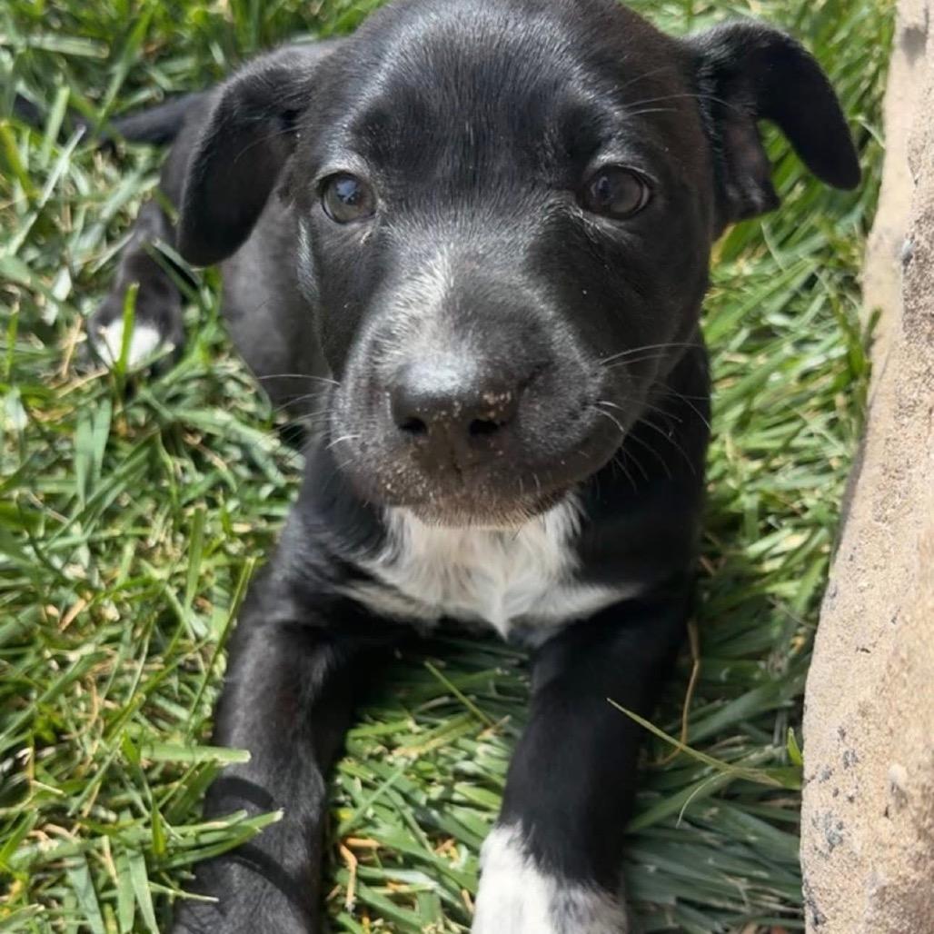 Enlarge Tiana, a Adoptable mixed breed in Chillicothe, IL image 3/3