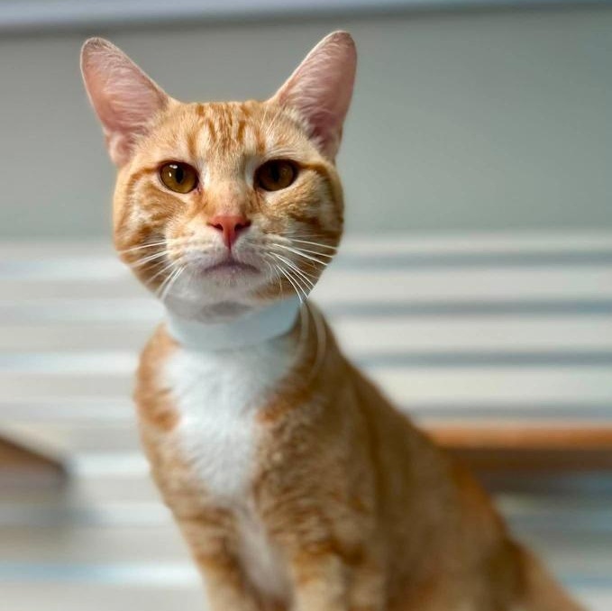 Remy, ADOPTABLE, Young Male Tabby.
