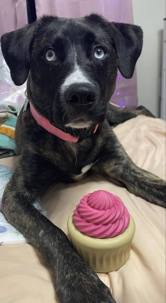 Johanna, Adoptable, Adult Female Hound & Husky.