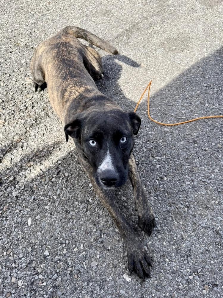 Johanna, Adoptable, Adult Female Pit Bull Terrier & Husky.