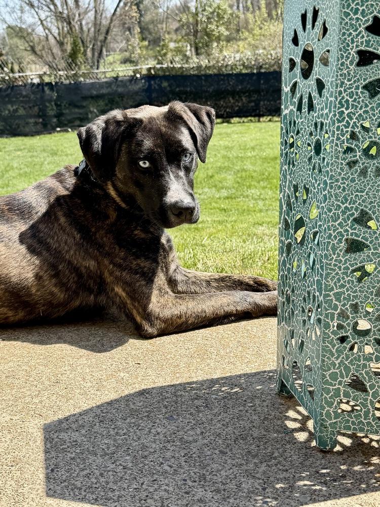 Enlarge Johanna, a Adoptable mixed breed in Springdale, PA image 2/6