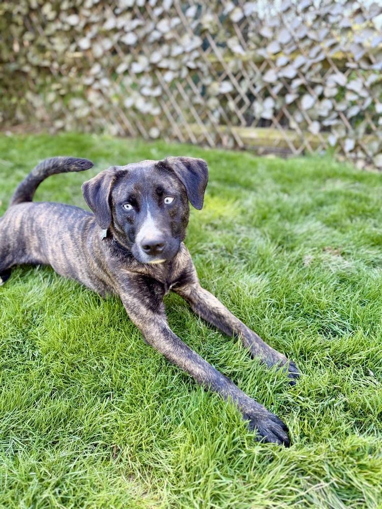 Enlarge Johanna, a Adoptable mixed breed in Springdale, PA image 3/6