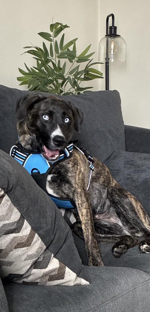 Johanna, Adoptable, Adult Female Hound & Husky.