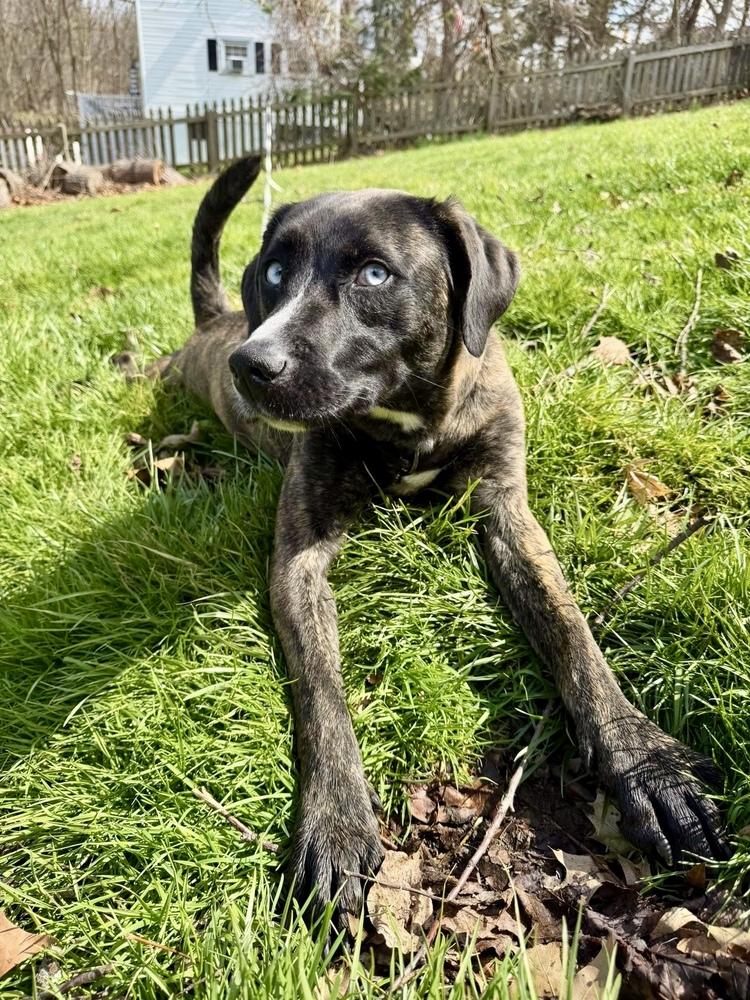 Enlarge Johanna, a Adoptable mixed breed in Springdale, PA image 4/6