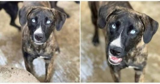 Enlarge Johanna, a Adoptable mixed breed in Springdale, PA image 2/5