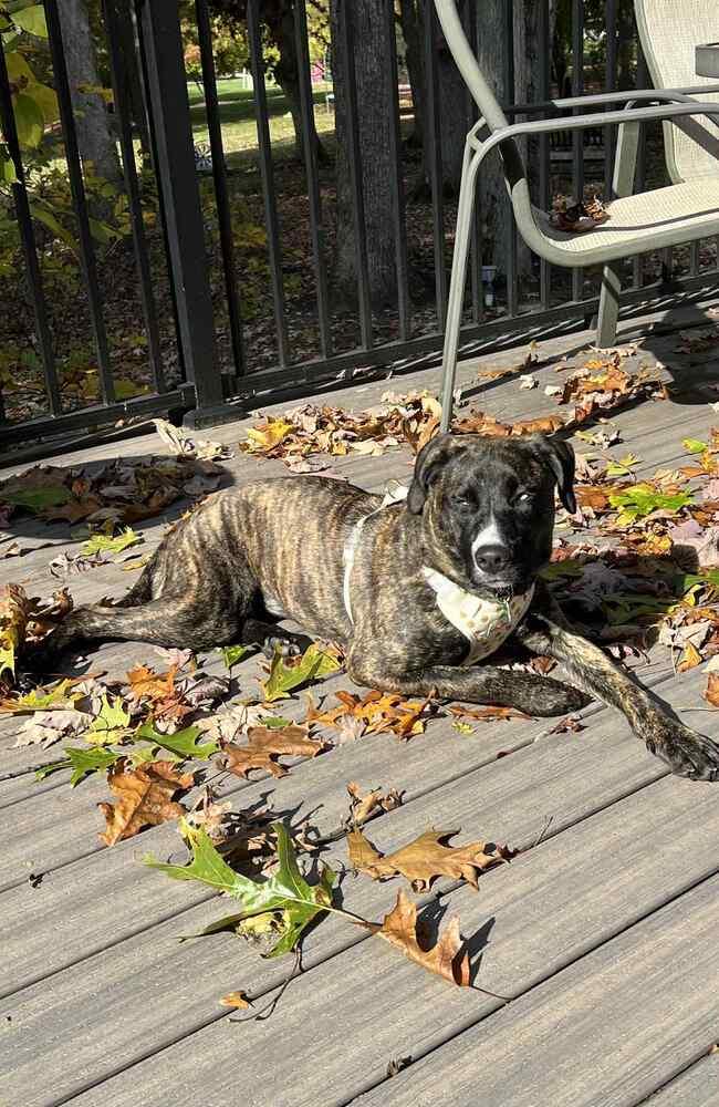 Enlarge Johanna, a Adoptable mixed breed in Springdale, PA image 3/5