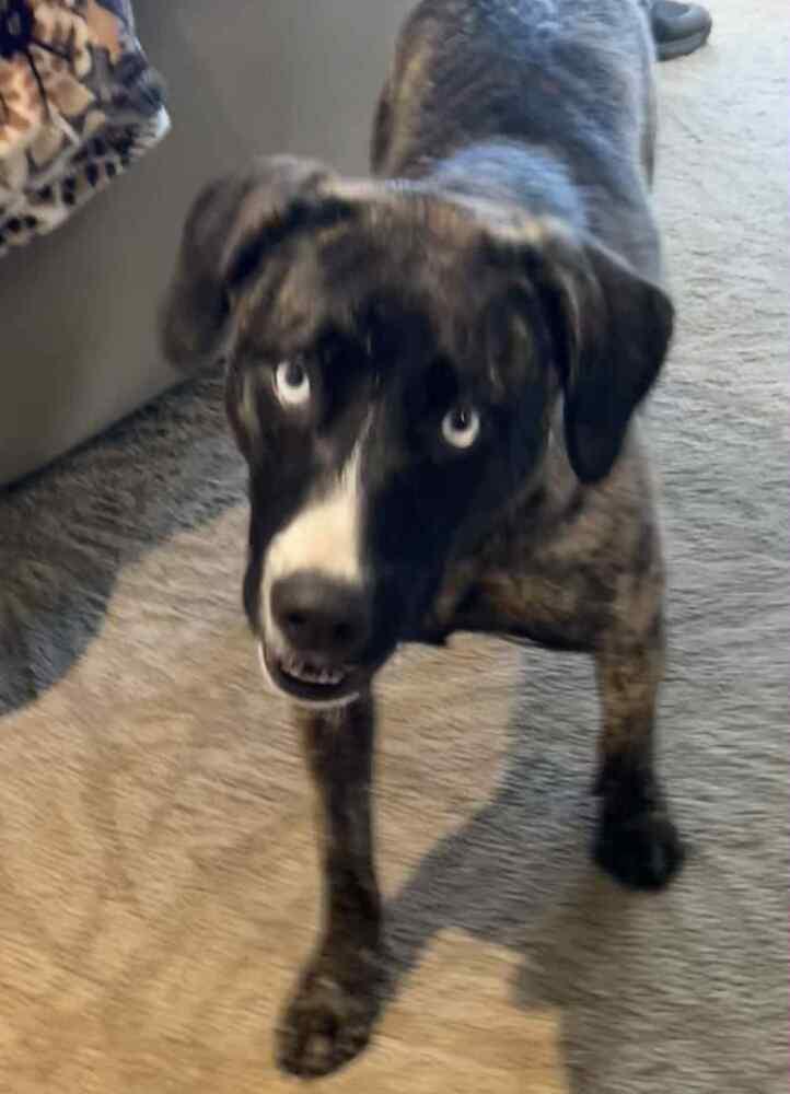 Enlarge Johanna, a Adoptable mixed breed in Springdale, PA image 4/5