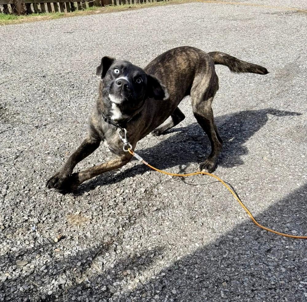 Johanna, Adoptable, Adult Female Pit Bull Terrier & Husky.