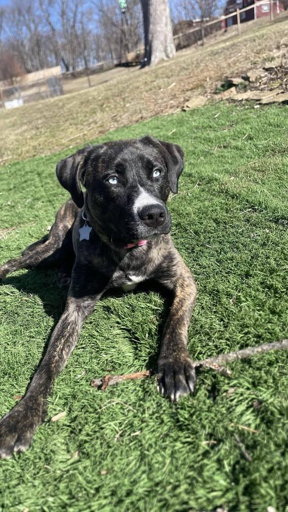 Enlarge Johanna, a Adoptable mixed breed in Springdale, PA image 6/6