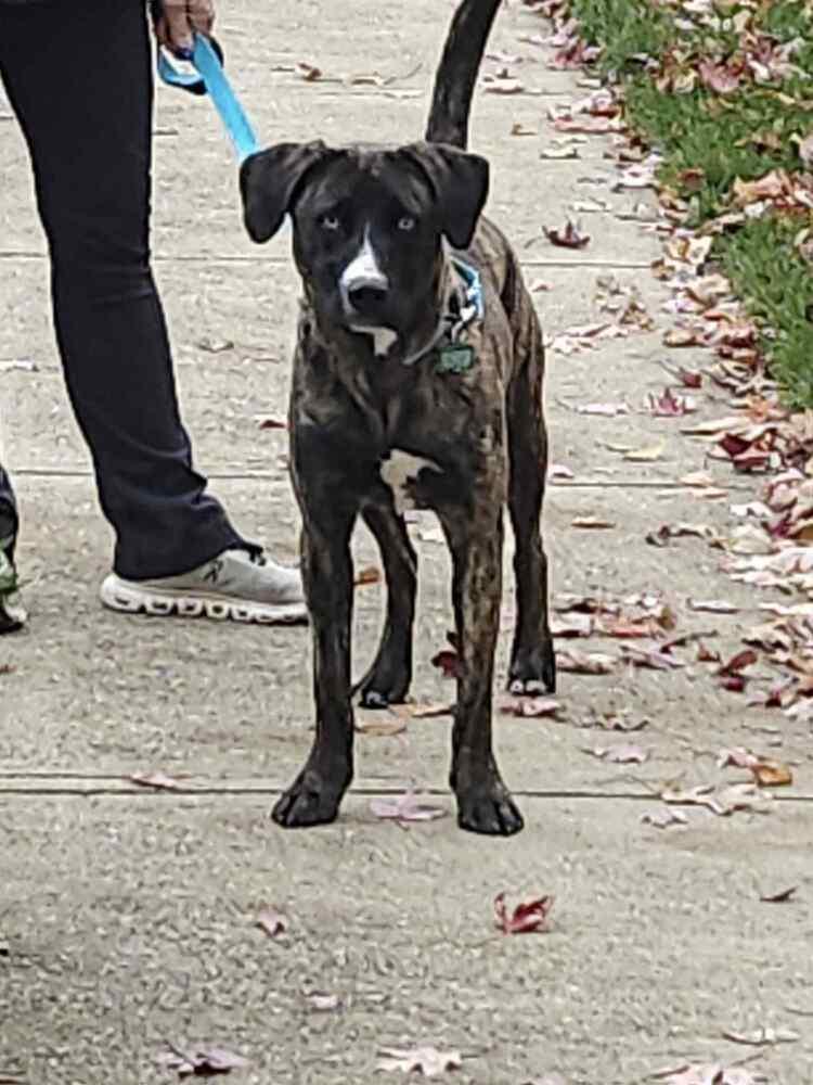 Enlarge Johanna, a Adoptable mixed breed in Springdale, PA image 5/5