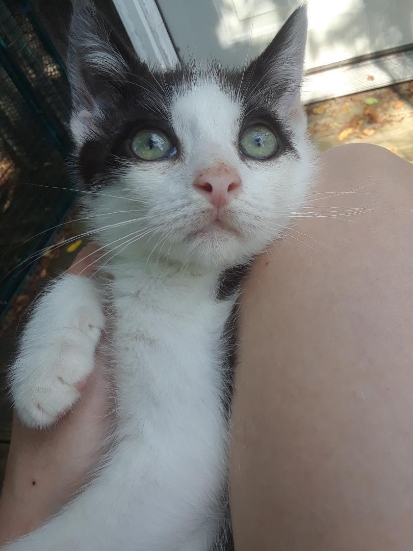 Elf, a Adoptable Domestic Short Hair in Millerton, PA image 5/6