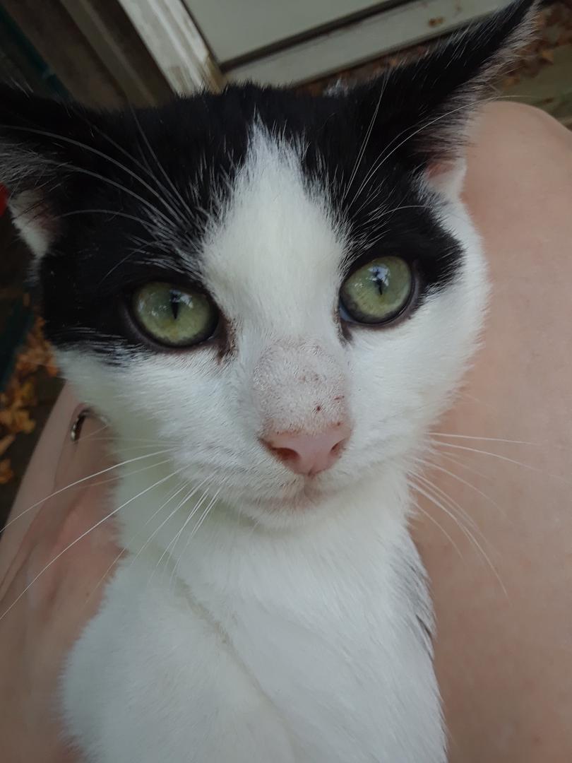 Elf, Adoptable, Young Male Domestic Short Hair.