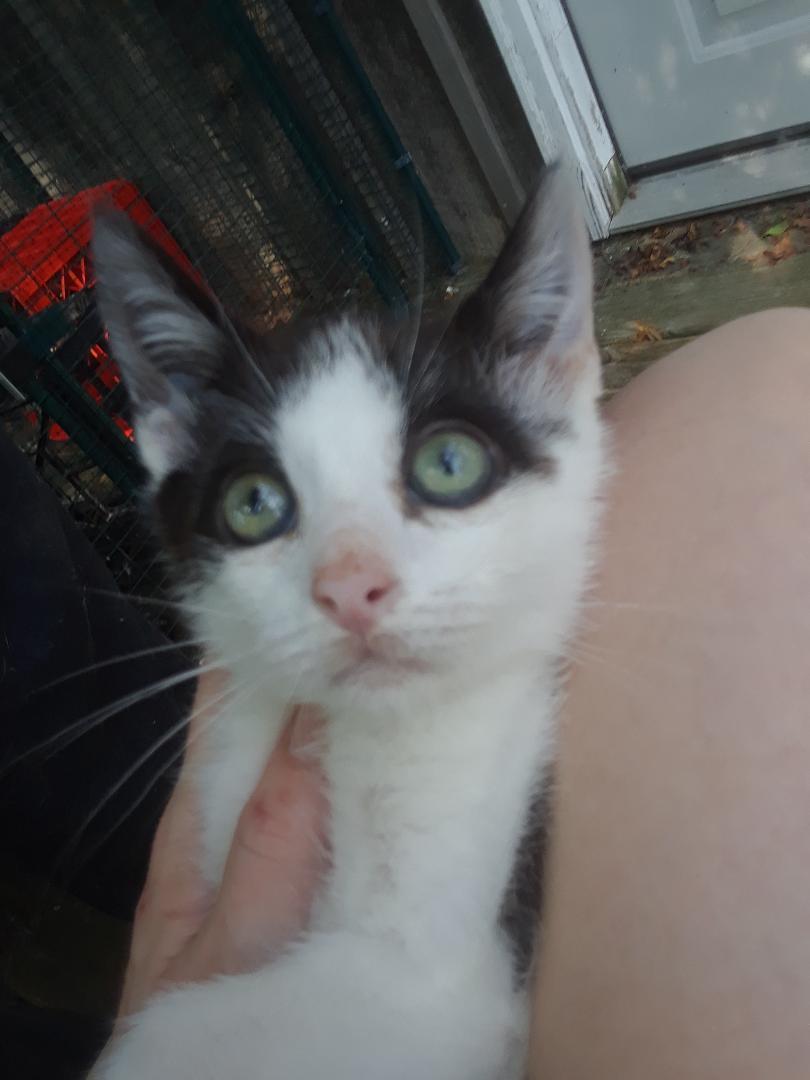 Elf, a Adoptable Domestic Short Hair in Millerton, PA image 2/6