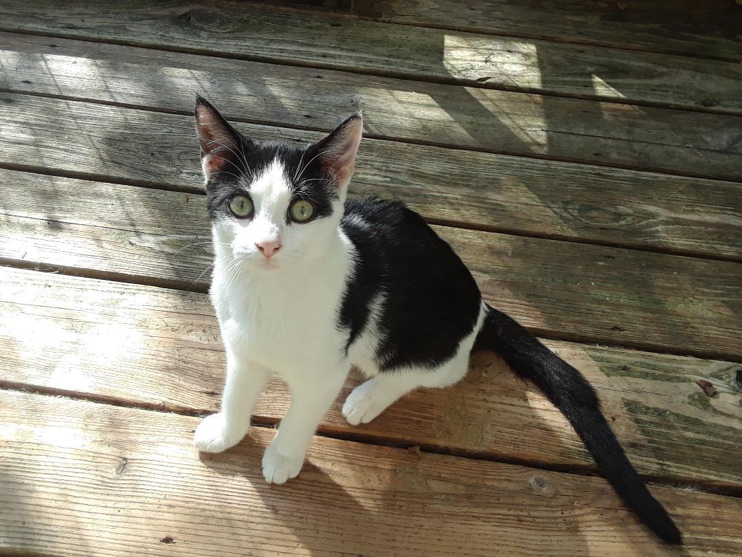 Elf, a Adoptable Domestic Short Hair in Millerton, PA image 6/6