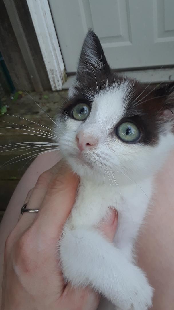 Elf, a Adoptable Domestic Short Hair in Millerton, PA image 3/6