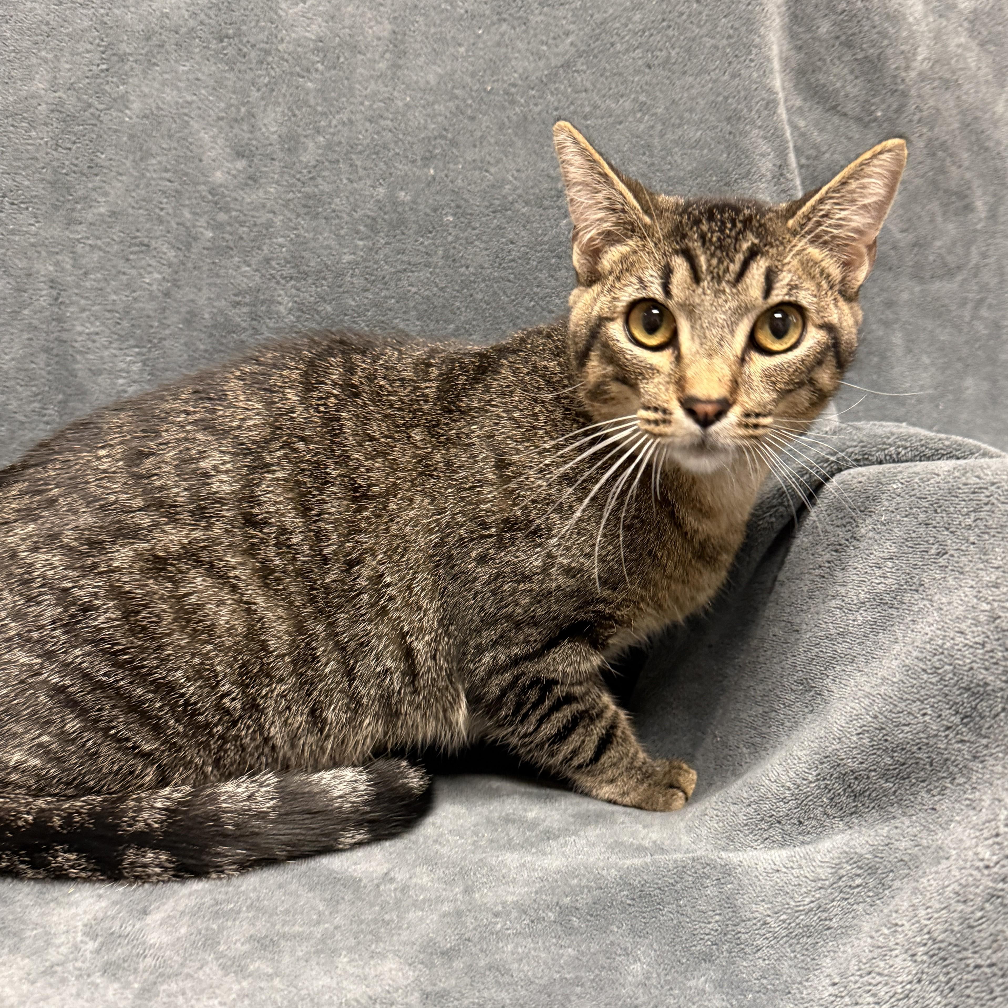 Enlarge Pharoh, a Adoptable mixed breed in Brenham, TX image 6/6