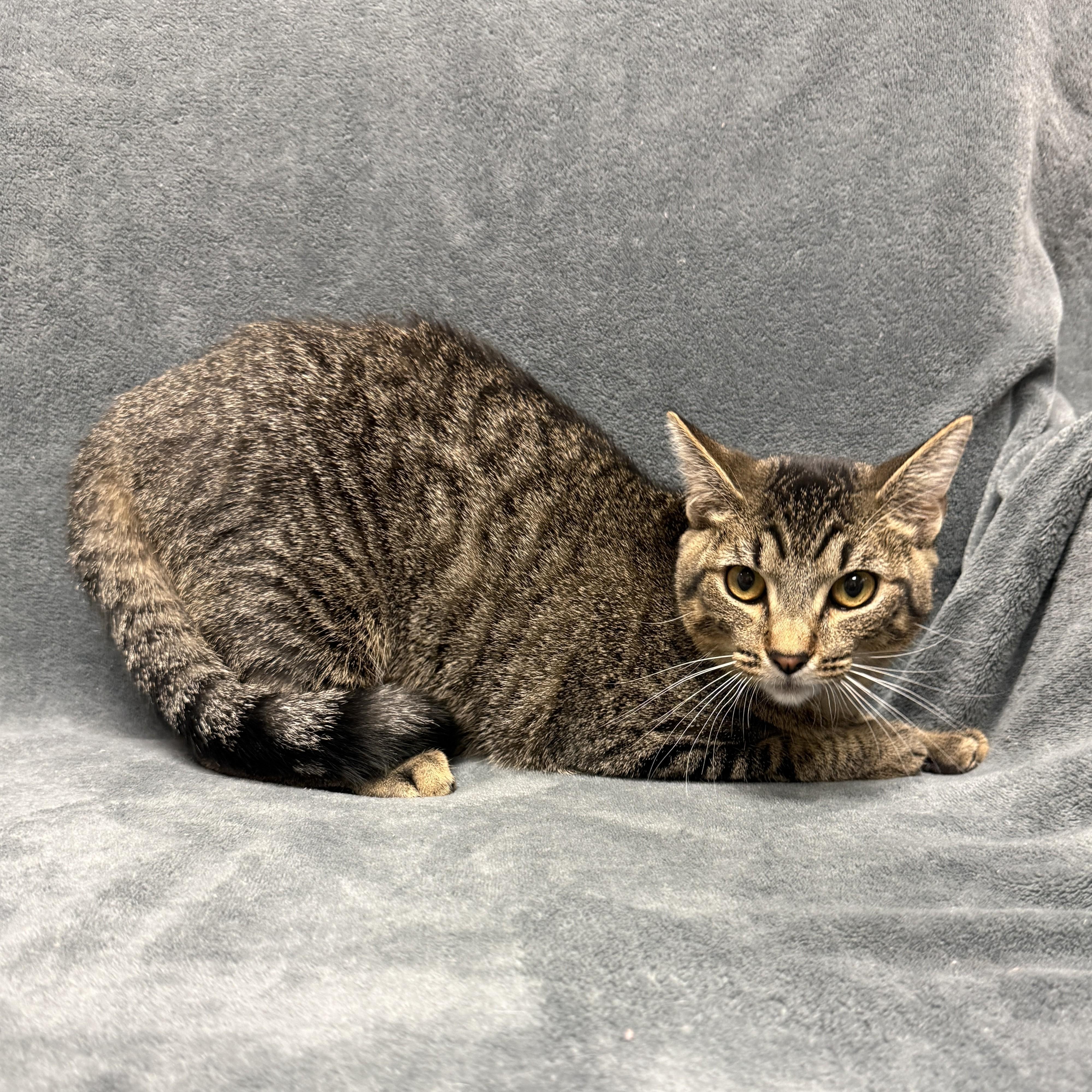 Enlarge Pharoh, a Adoptable mixed breed in Brenham, TX image 4/6