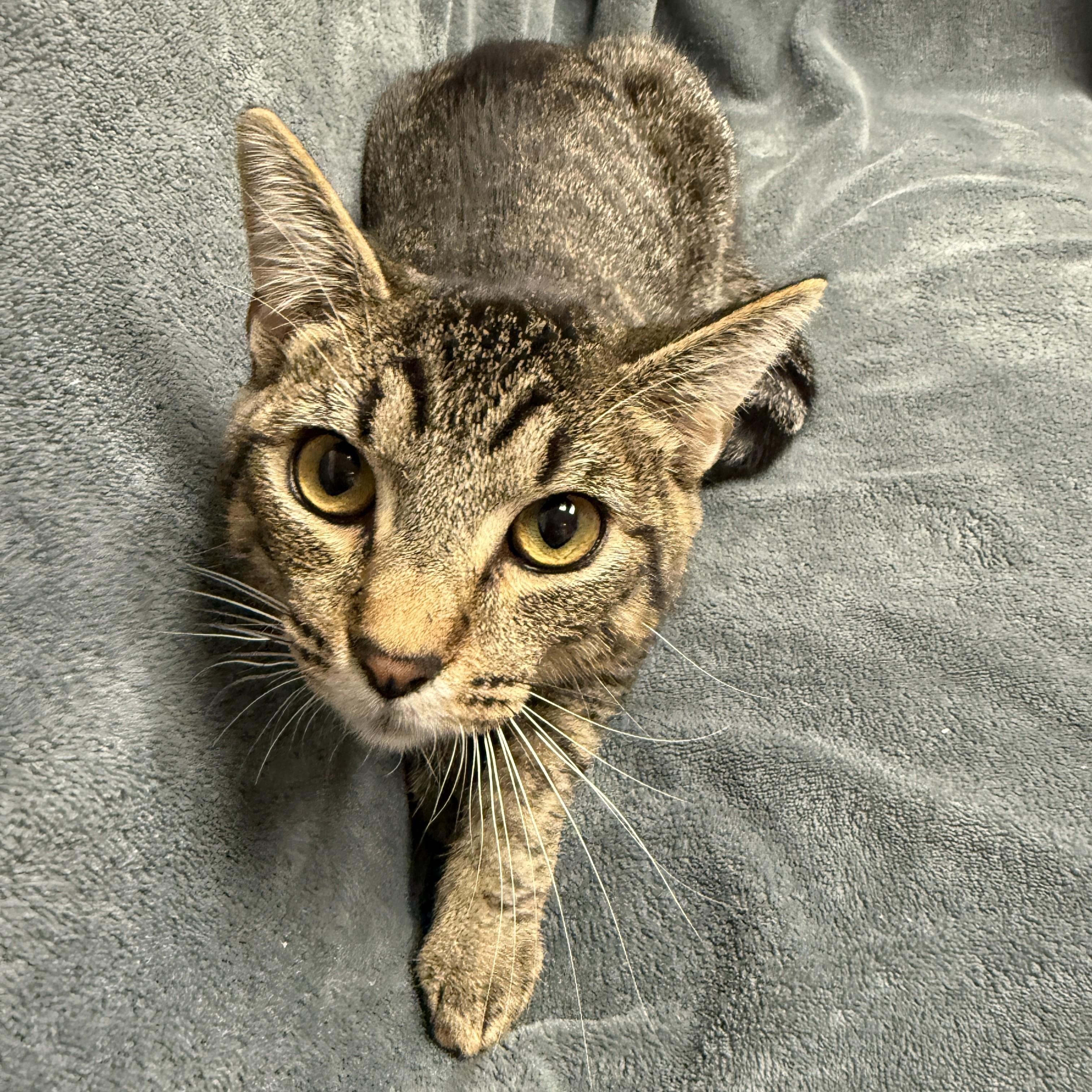 Enlarge Pharoh, a Adoptable mixed breed in Brenham, TX image 2/6